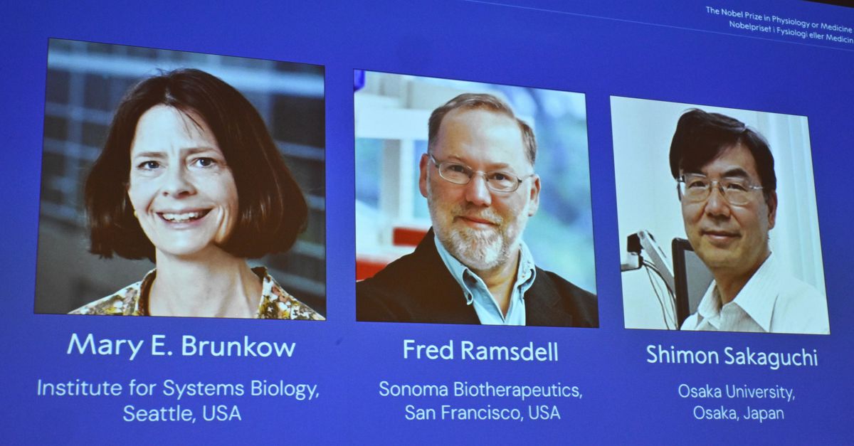 De Nobelprijs voor Geneeskunde gaat naar drie onderzoekers: dankzij een schilferige muis ontdekten zij hoe het immuunsysteem zichzelf onder controle houdt