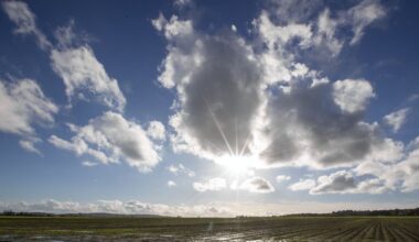 Zelden is er zo indringend over de slacht van een varken geschreven