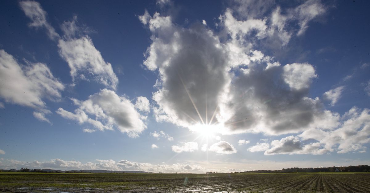 Zelden is er zo indringend over de slacht van een varken geschreven