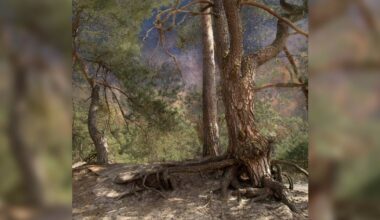 Liefde voor Landschap: een boek met schilderachtige foto's van Nederland