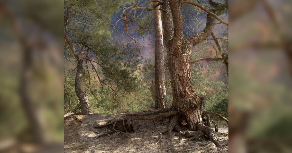 Liefde voor Landschap: een boek met schilderachtige foto's van Nederland