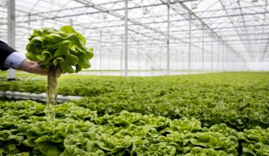 Door minder pesticiden meer bladluis in onze groenten: waarom dat erbij hoort - EenVandaag