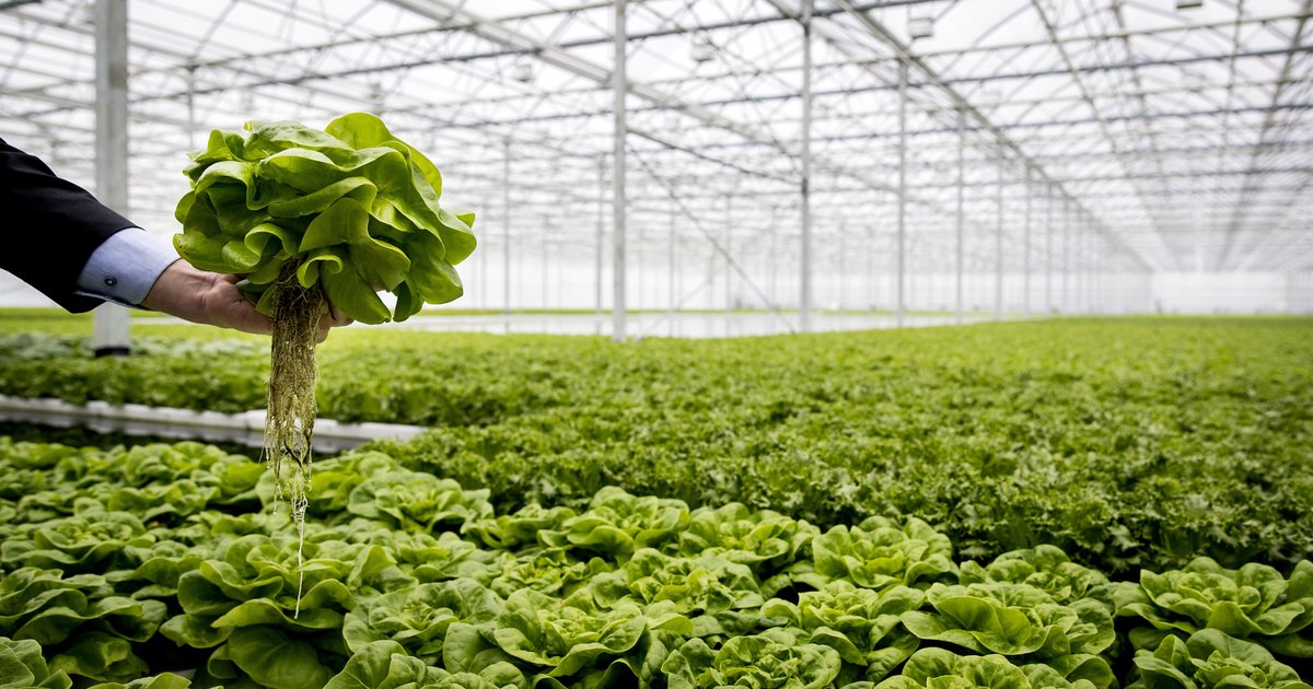 Door minder pesticiden meer bladluis in onze groenten: waarom dat erbij hoort - EenVandaag
