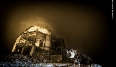 Bruine hyena loopt voor een ruïne langs in de nacht. 