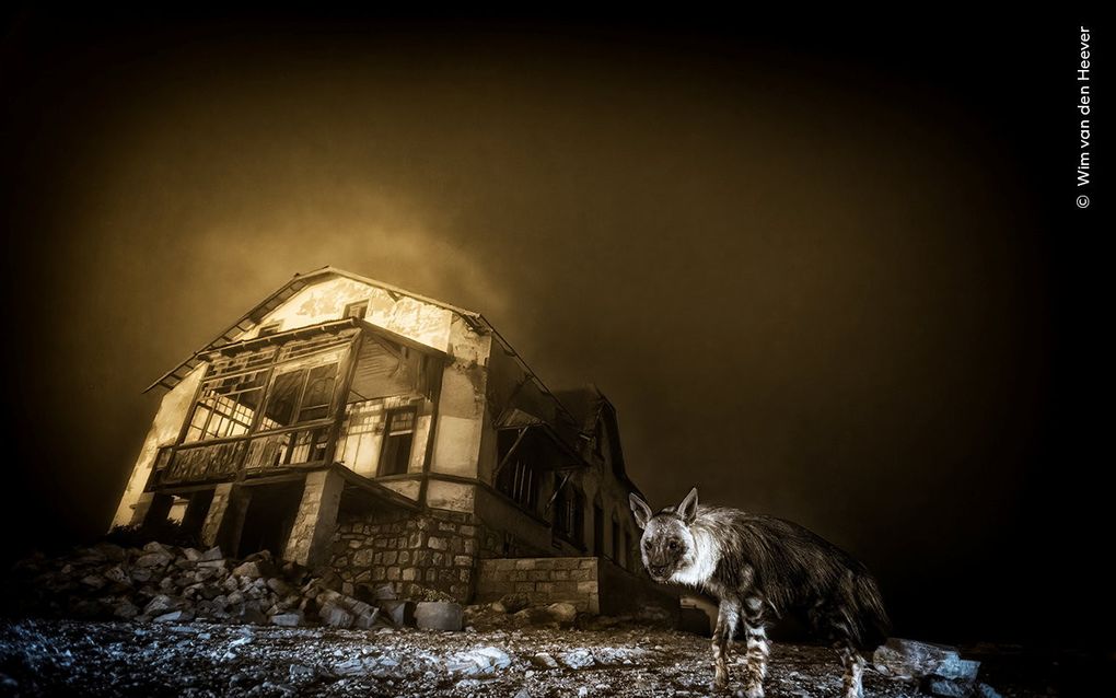 Bruine hyena loopt voor een ruïne langs in de nacht. 