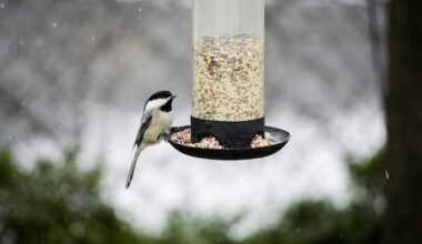 Zo maak je deze winter een voederparadijs voor vogels in je tuin