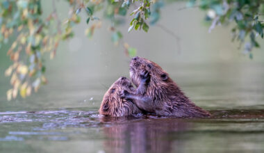 European Wildlife Photographer of the Year: 8 top natuurfoto's
