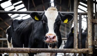 Forse ingreep in veestapel dreigt om natuurdoelen te halen