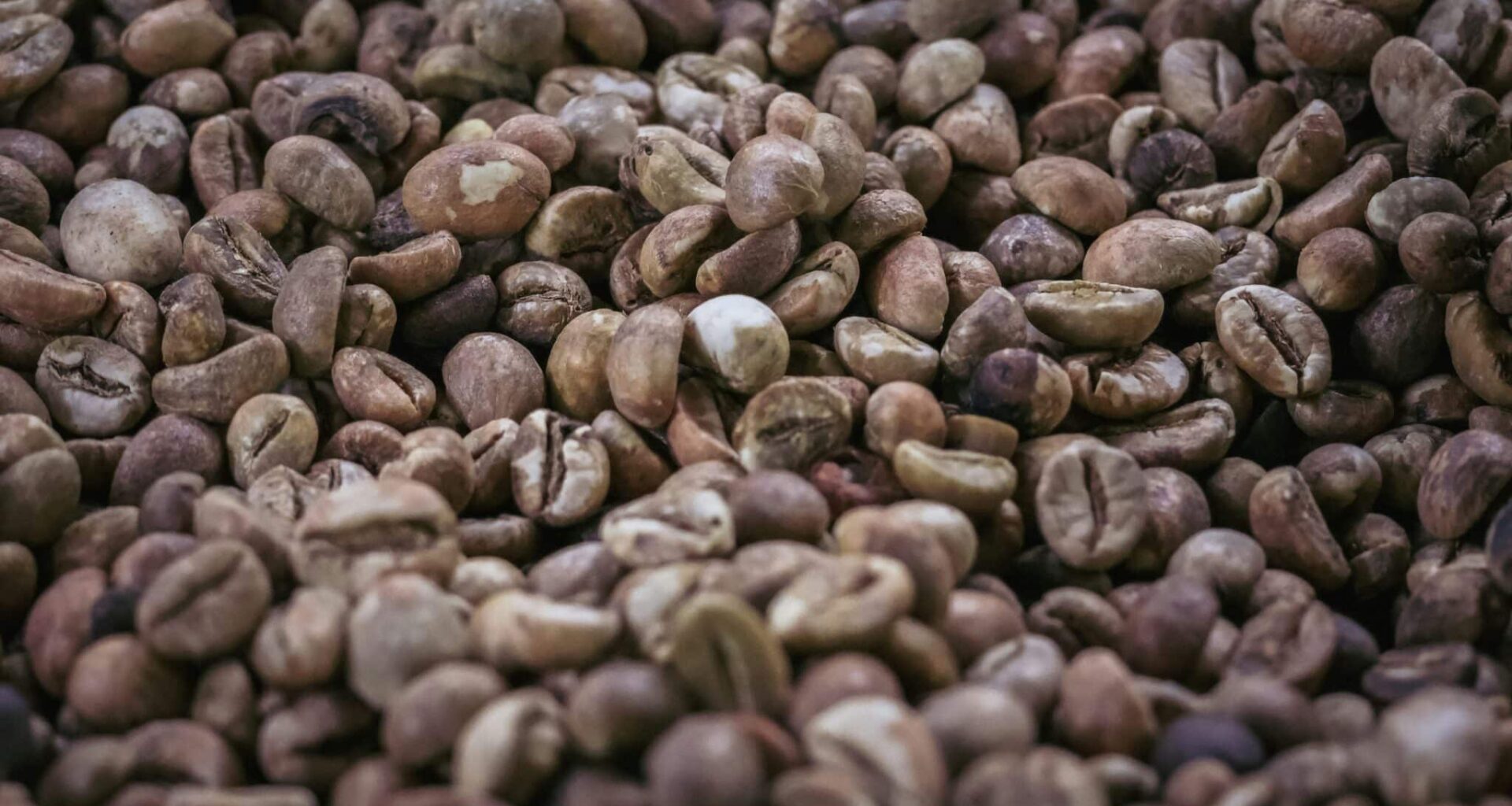 Onderzoekers ontrafelen waarom de duurste koffie ter wereld zo bijzonder smaakt