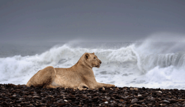 Vlaamse fotografe maakt opvallende beelden van enige “zee-leeuwen” op aarde