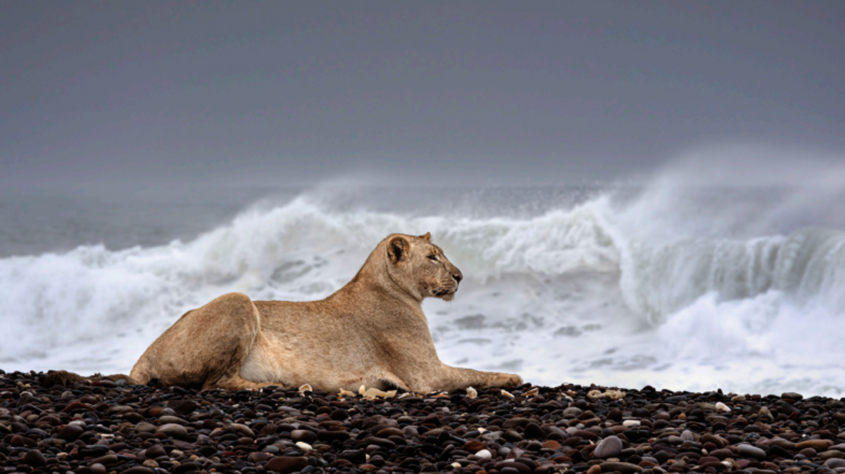 Vlaamse fotografe maakt opvallende beelden van enige “zee-leeuwen” op aarde