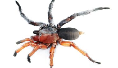 Extreem zeldzame spin ontdekt, die precies half vrouw, half man is