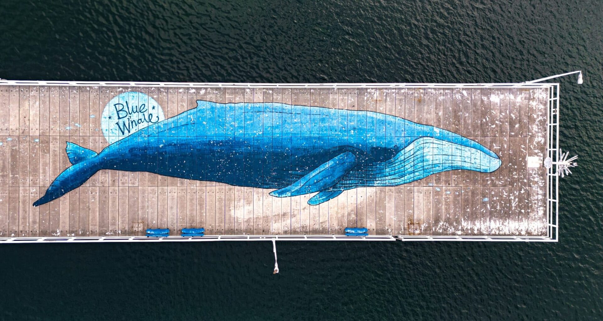 Is de blauwe vinvis écht het grootste dier aller tijden?