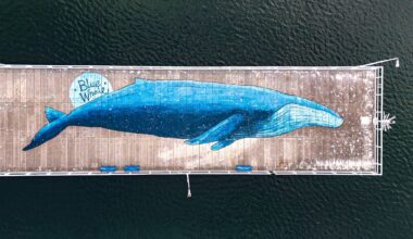 Is de blauwe vinvis écht het grootste dier aller tijden?