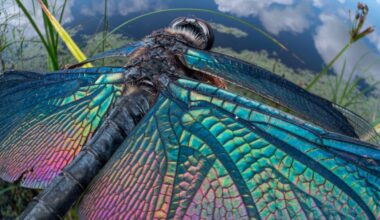 Zo ziet de wereld eruit door de ogen van een insect