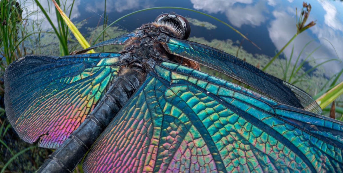 Zo ziet de wereld eruit door de ogen van een insect