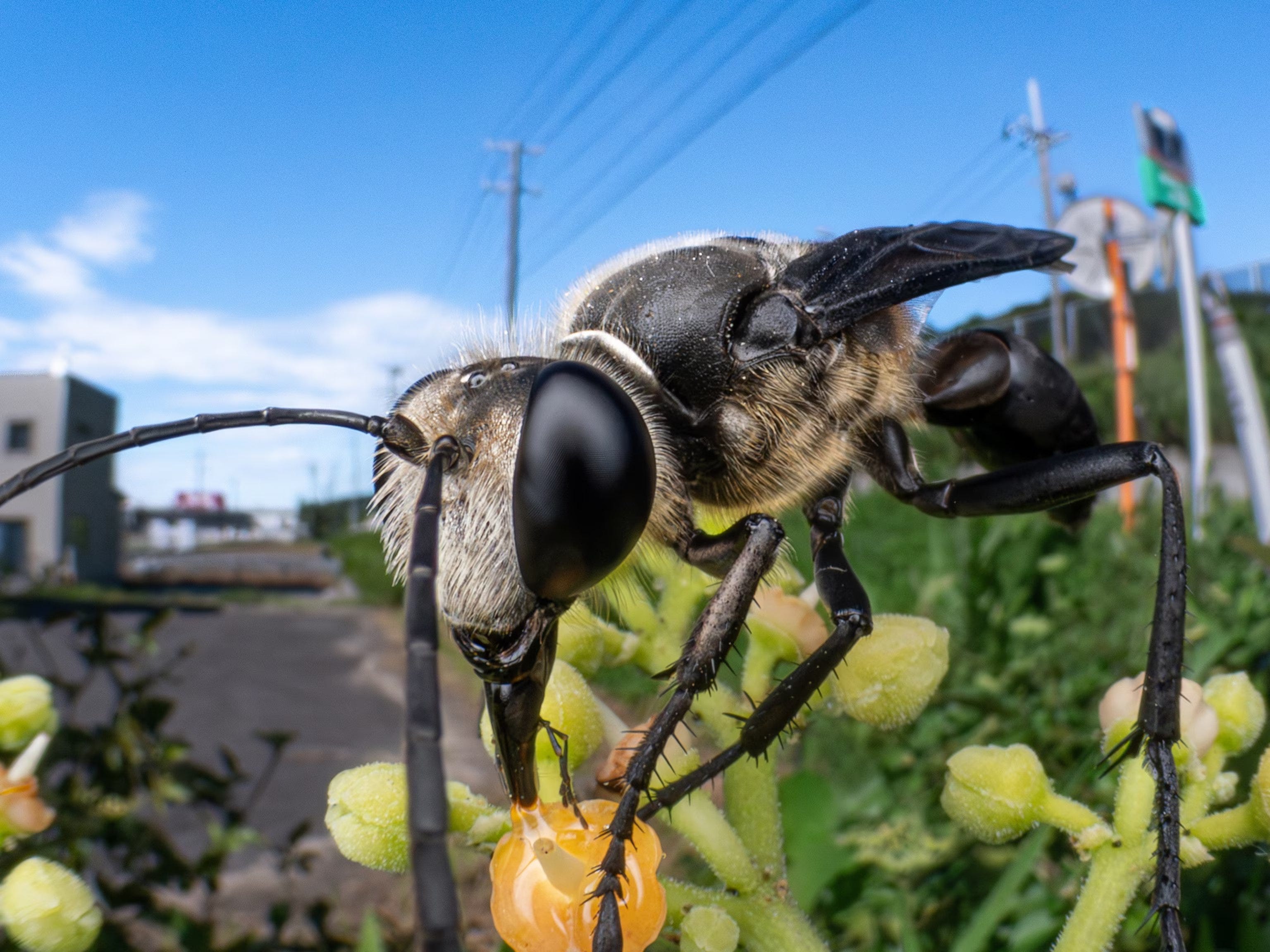 hoewel graafwespen sprinkhanen en cicaden vangen om hun jongen te voeden, leven ze vooral van nectar. in steden als nikaho (japan) halen ze die vaak uit de bloemen van de cayratia japonica wijnstok, hier te zien