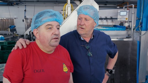 'Zo blind als een paard'