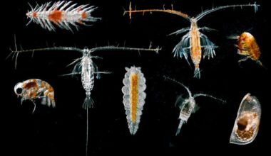 Afval van diepzeemijnbouw bedreigt de voedselketen in zee