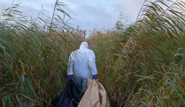 Kraanvogels in Duitsland vallen massaal ten prooi aan vogelgriep