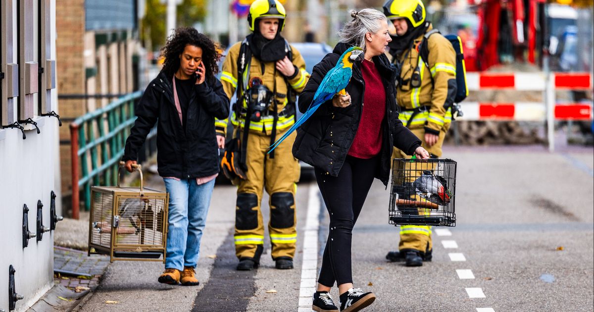 Huizen ontruimd om gaslek, ook de papegaaien van Leonie moesten mee: 'Ze waren angstig'