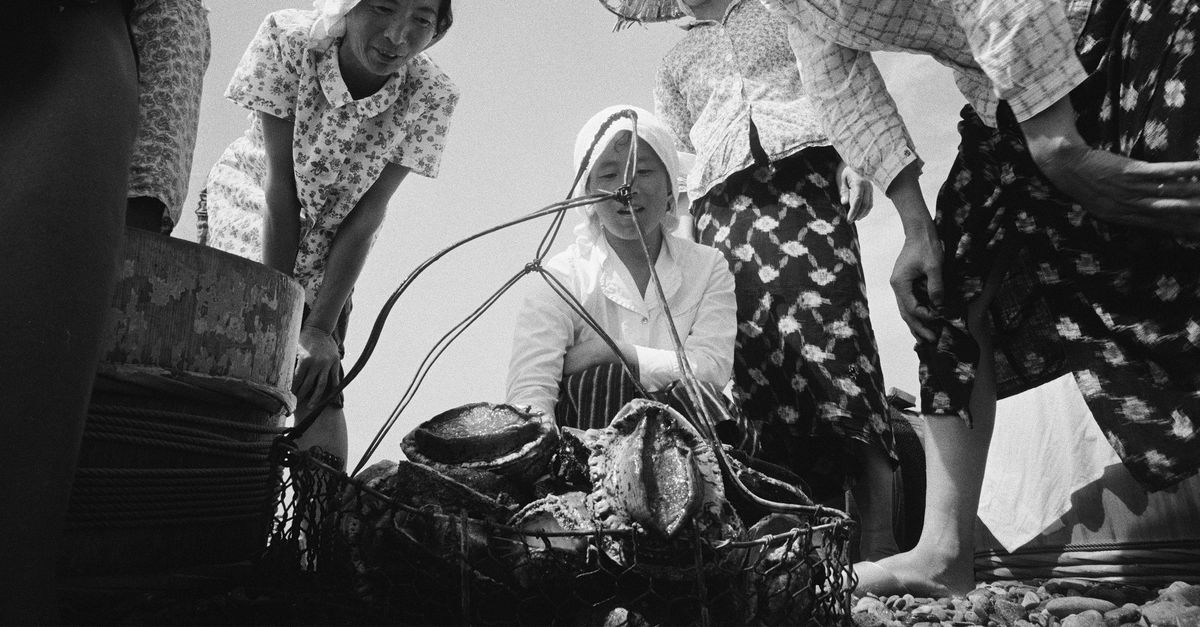 In de foto’s van de Japanse ama, de ‘vrouwen van de zee’, zwieren en zweven de duiksters naar de zeebodem
