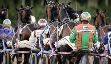 Gestolen koerspaarden uit Olen gevonden in Roemenië, twee mannen opgepakt