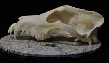 Hondenrassen zijn al duizenden jaren behoorlijk verschillend