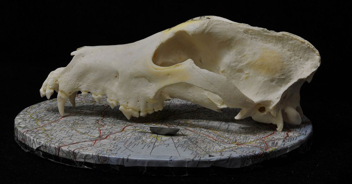 Hondenrassen zijn al duizenden jaren behoorlijk verschillend