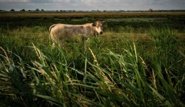CBS: in zeven jaar kwamen er veertigduizend voetbalvelden aan natuur bij