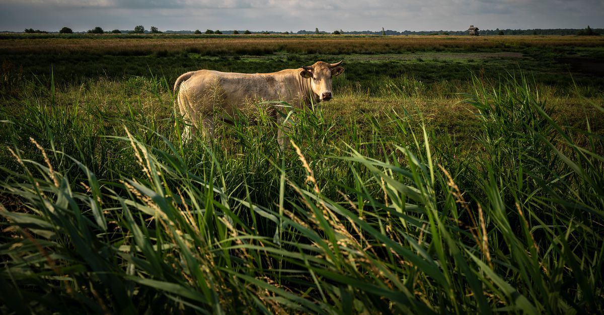 CBS: in zeven jaar kwamen er veertigduizend voetbalvelden aan natuur bij