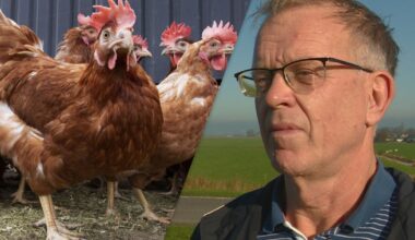 Dit gebeurt er nadat er vogelgriep wordt ontdekt op een bedrijf: "Je denkt: het zal toch niet?" - Omrop Fryslân
