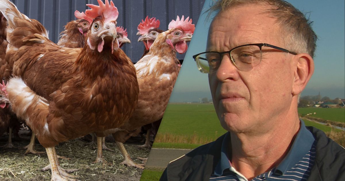 Dit gebeurt er nadat er vogelgriep wordt ontdekt op een bedrijf: "Je denkt: het zal toch niet?" - Omrop Fryslân