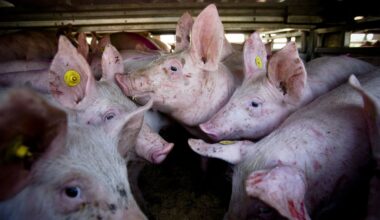 'Dit is geen transport, dit is overleven'