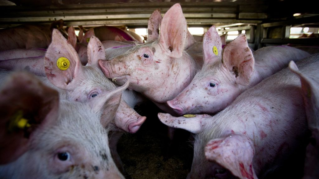 'Dit is geen transport, dit is overleven'