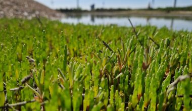 Zeeuwse traditie om zeegroenten te snijden verdwijnt langzaam maar zeker