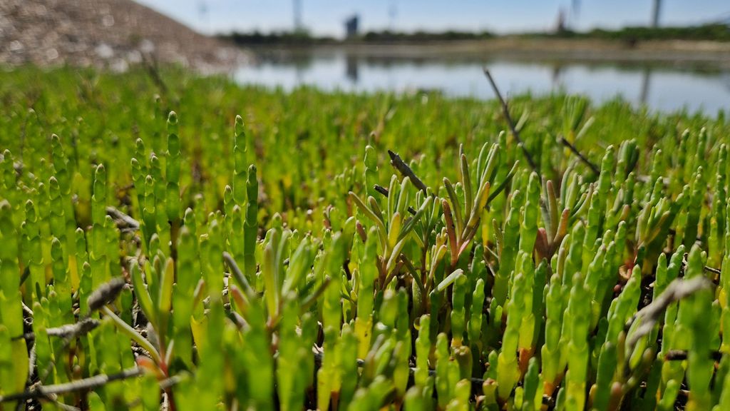 Zeeuwse traditie om zeegroenten te snijden verdwijnt langzaam maar zeker