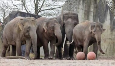 Olifant verwekt twee nakomelingen in Artis en mag nu door naar Emmen