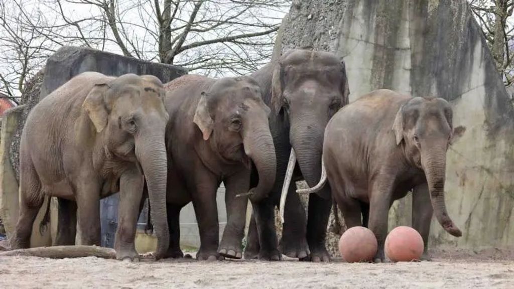 Olifant verwekt twee nakomelingen in Artis en mag nu door naar Emmen