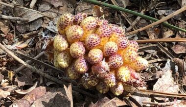 Marjolein zag iets vreemds in natuurgebied Herperduin (foto: Marjolein Prinsen).
