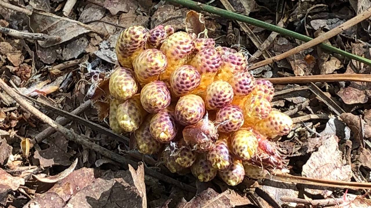 Marjolein zag iets vreemds in natuurgebied Herperduin (foto: Marjolein Prinsen).