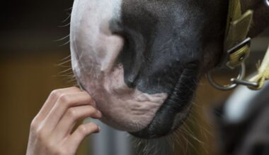 Vlaamse vrouw (22) overleden na trap van paard