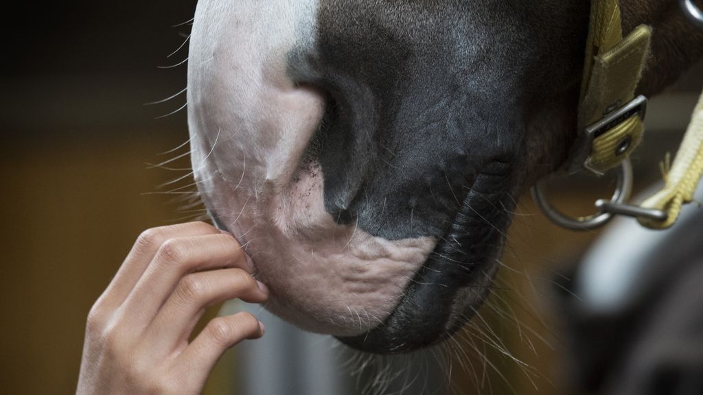Vlaamse vrouw (22) overleden na trap van paard