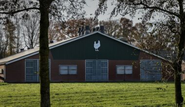 Vogelgriep in Bennekom en Swifterbant, tienduizenden kippen afgemaakt