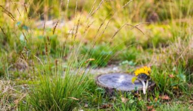 Natuurbegraven steeds vaker mogelijk in de stad
