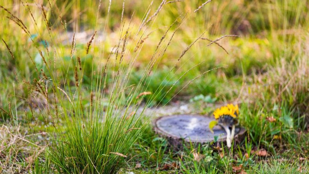 Natuurbegraven steeds vaker mogelijk in de stad