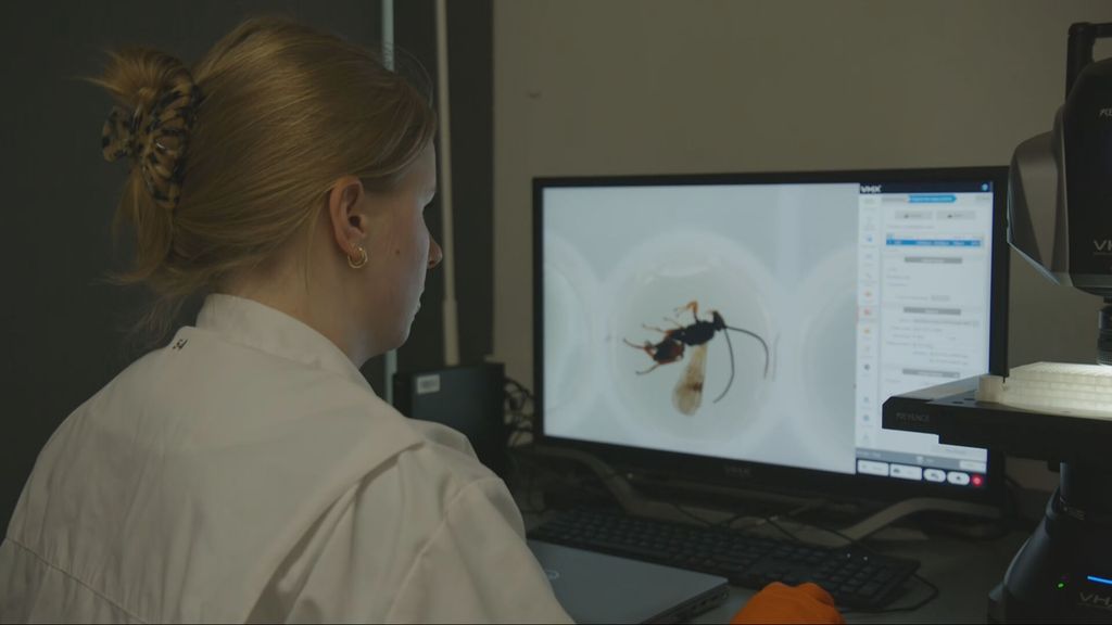 Alle Nederlandse plant-, dier- en schimmelsoorten krijgen barcode in DNA-bibliotheek