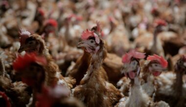 Vogelgriep in Bennekom, 'Dan denk je wel even: nee hè?'