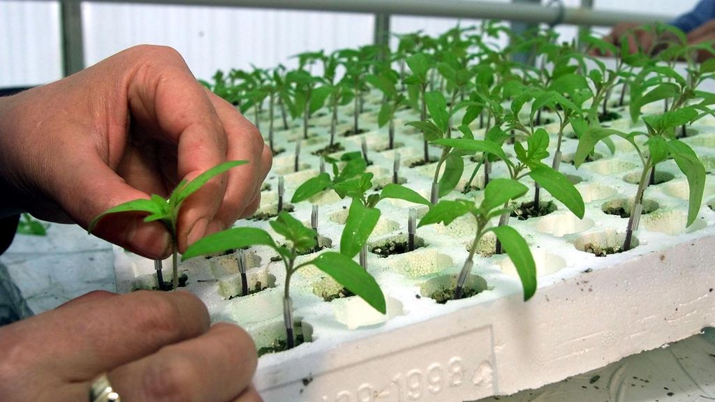 Grootste biologische plantenkweker voor groente stopt, al zegt het bedrijf niets