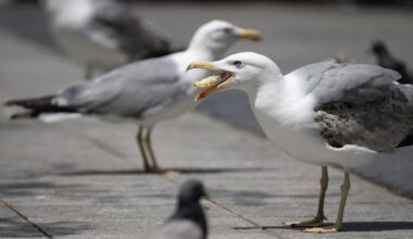 Praat niet maar schreeuw tegen een pikkende meeuw, tippen onderzoekers